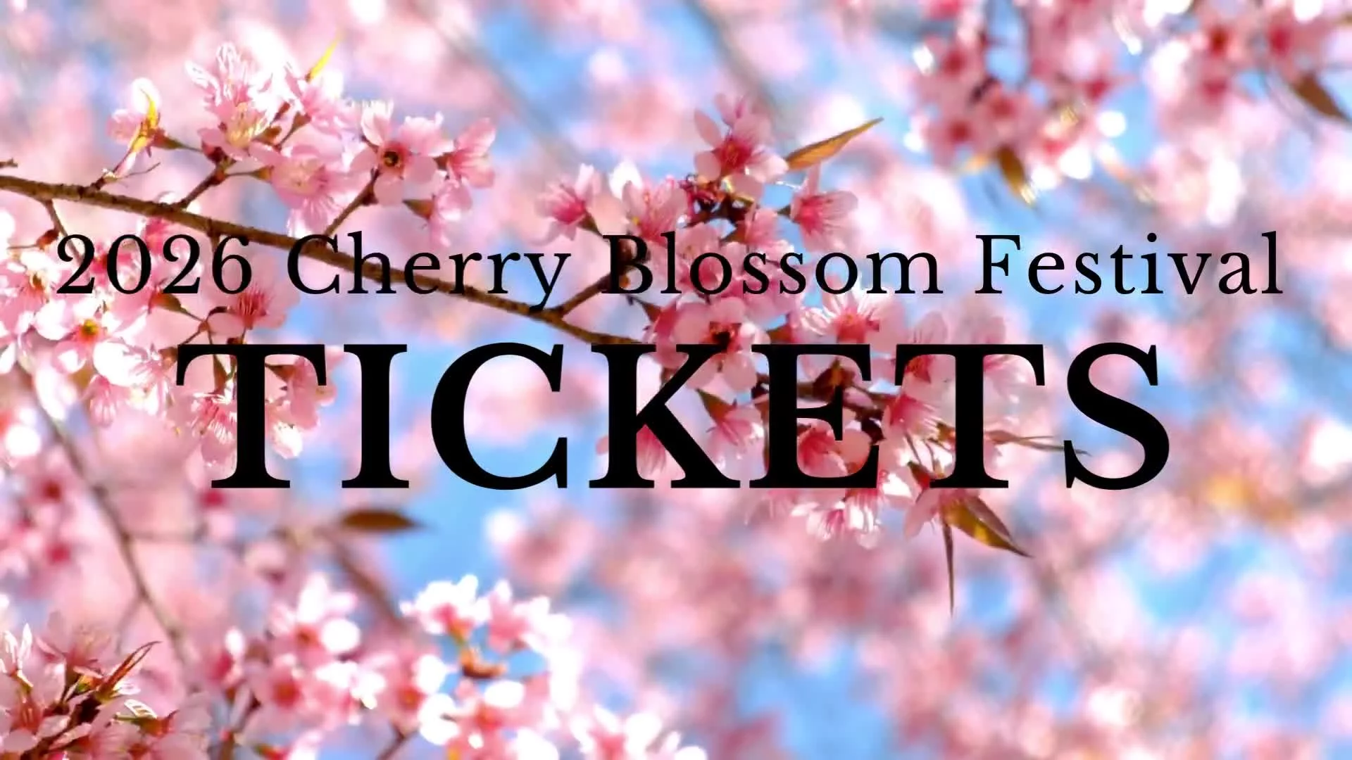 Illustrative style cherry blossoms on the right, image size:1920x1080