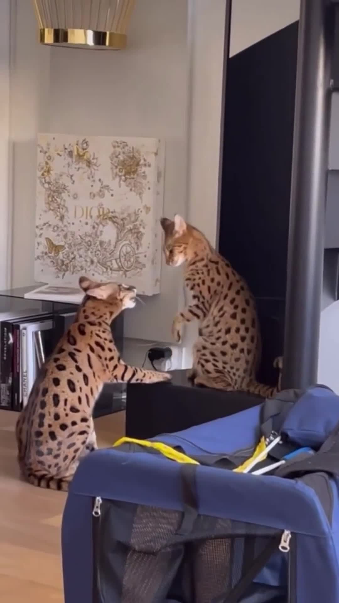 Full Grown Savannah Cat — F1 Savannah Cat Breeder