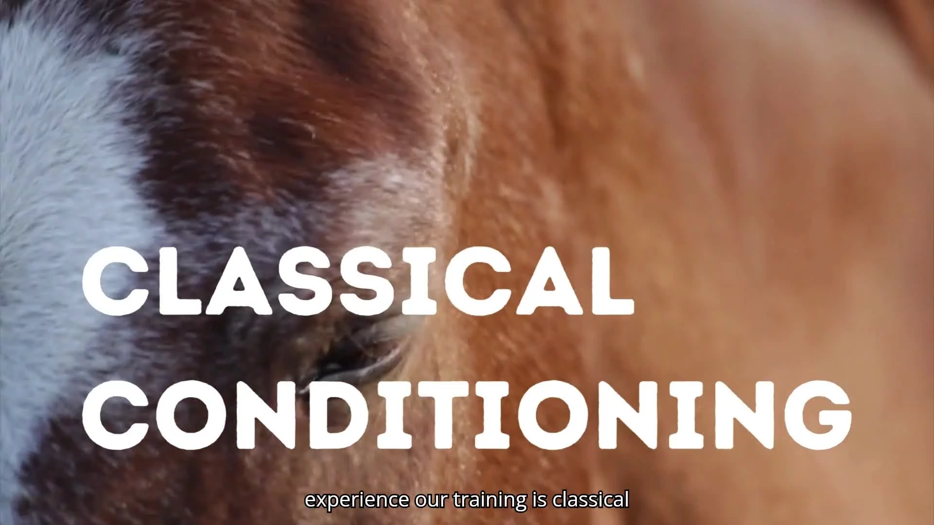 Introduction to Classical Conditioning