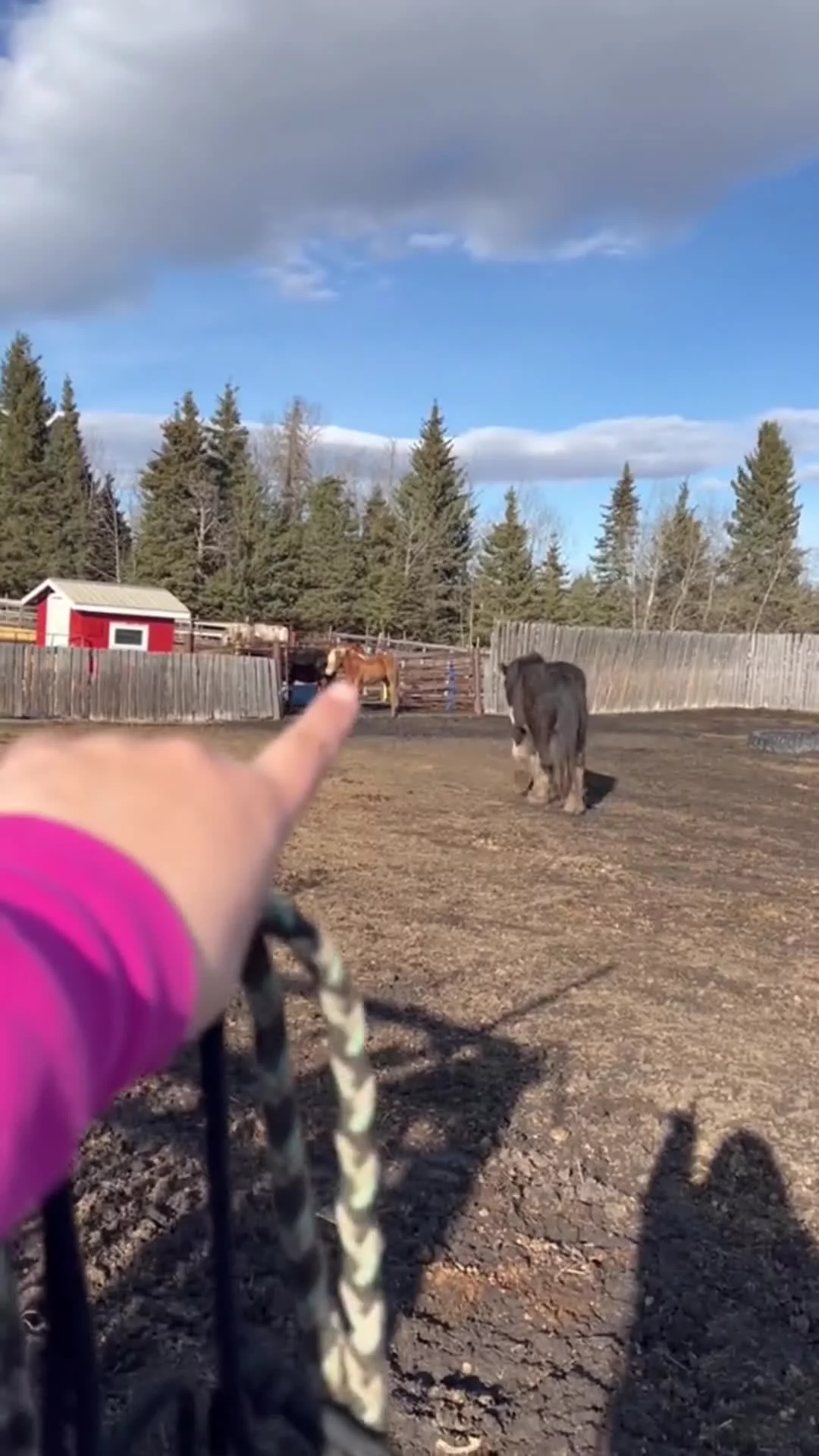 Horse Behaviour: Herd Introductions