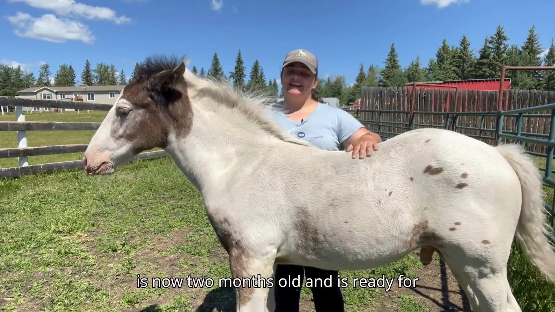 Foal Handling: First Halter