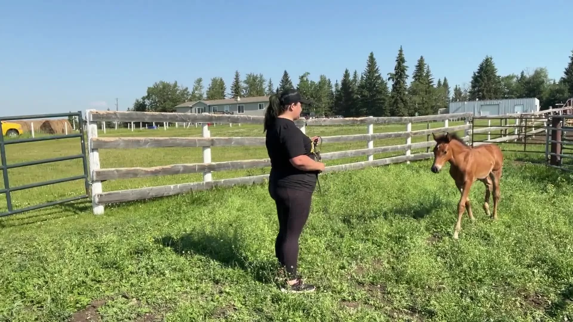 Foal Handling - Introducing & Desensitizing to the Halter