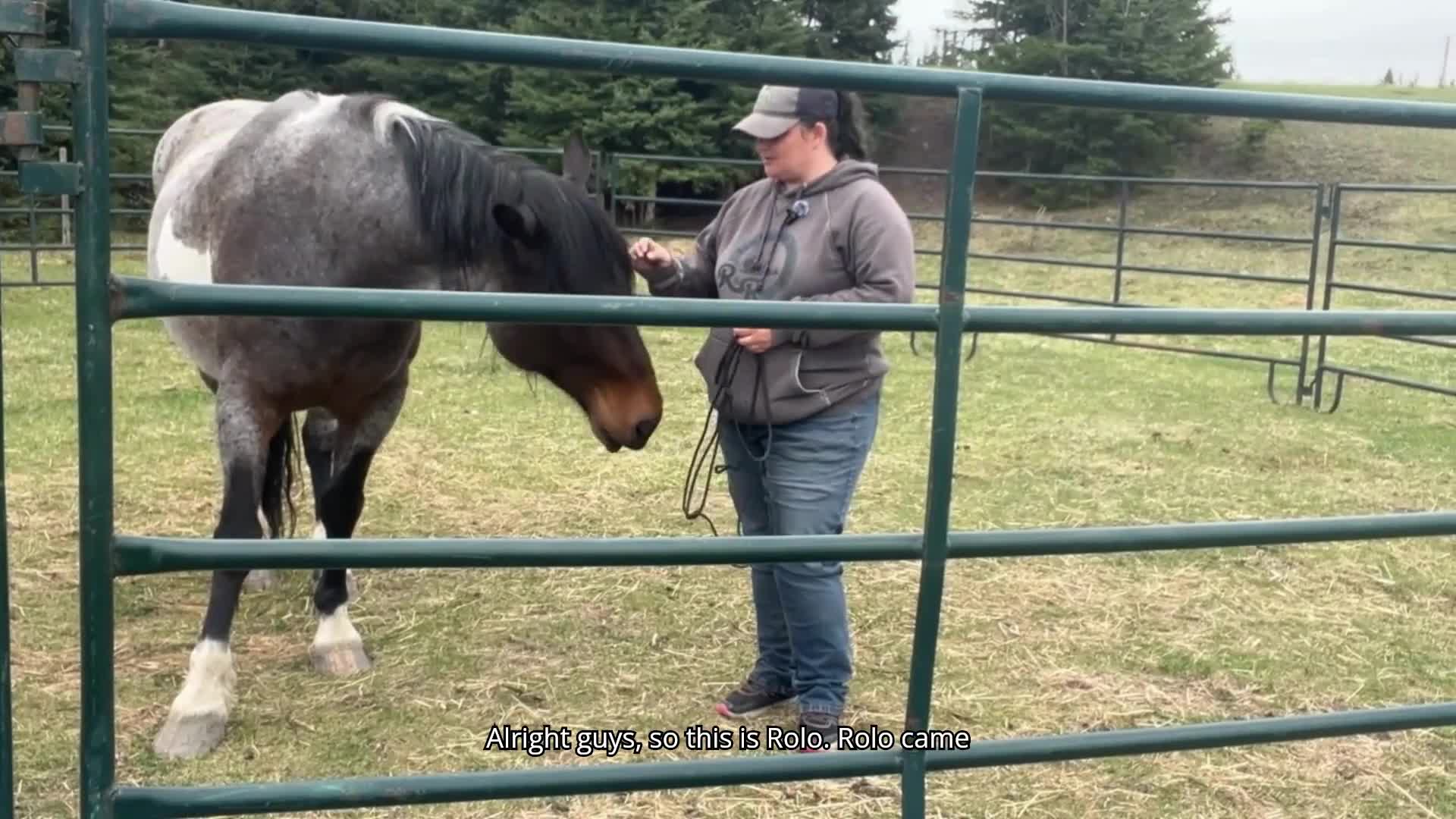 Haltering a Horse With Negative Association to the Halter