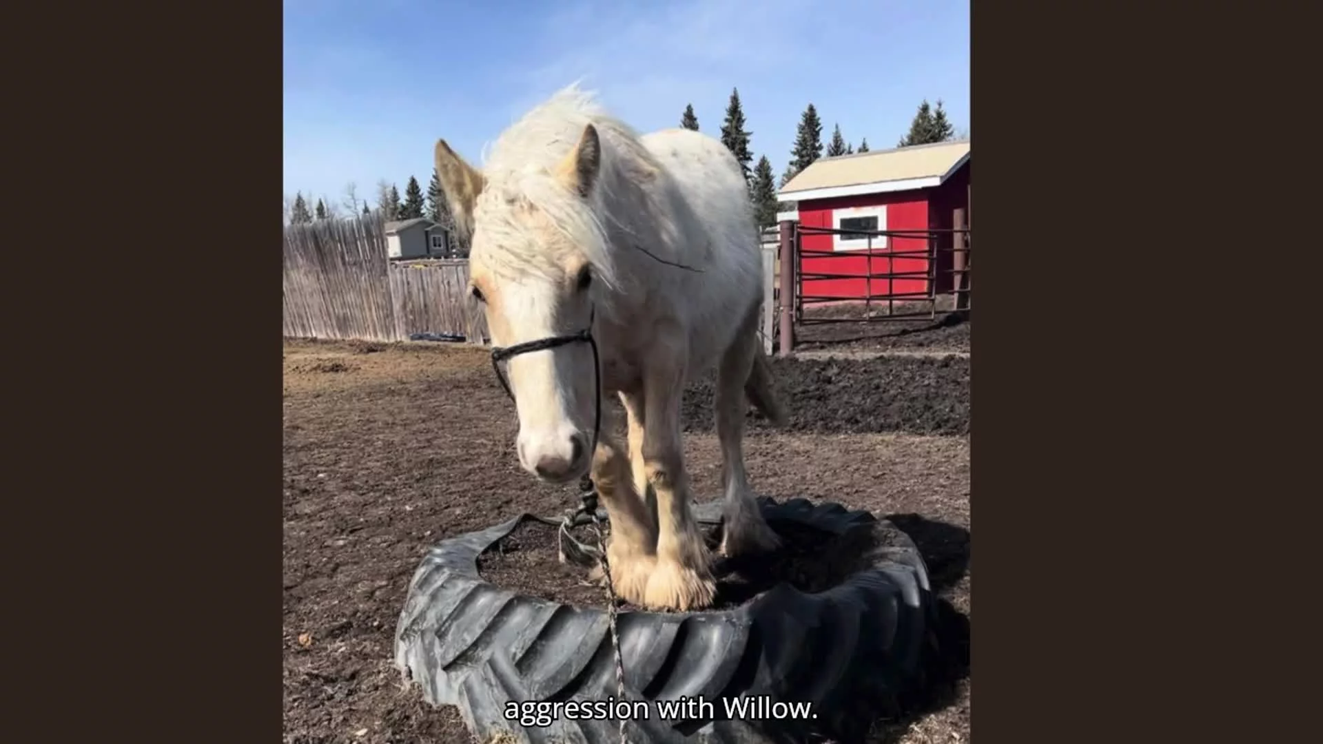 Willow Part 1: Solving "aggression"