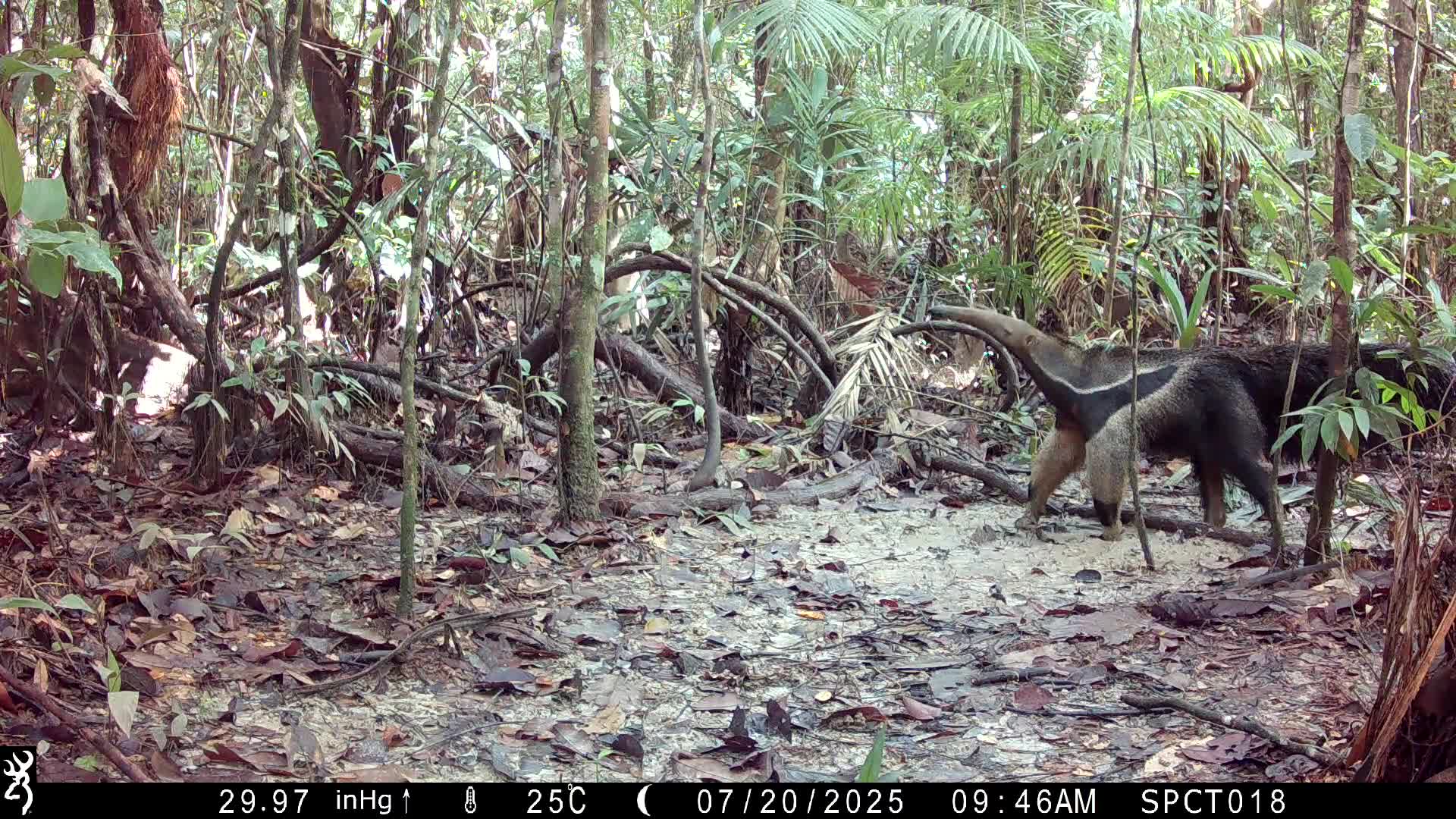 Giant Anteater (Myrmecophaga tridactyla)