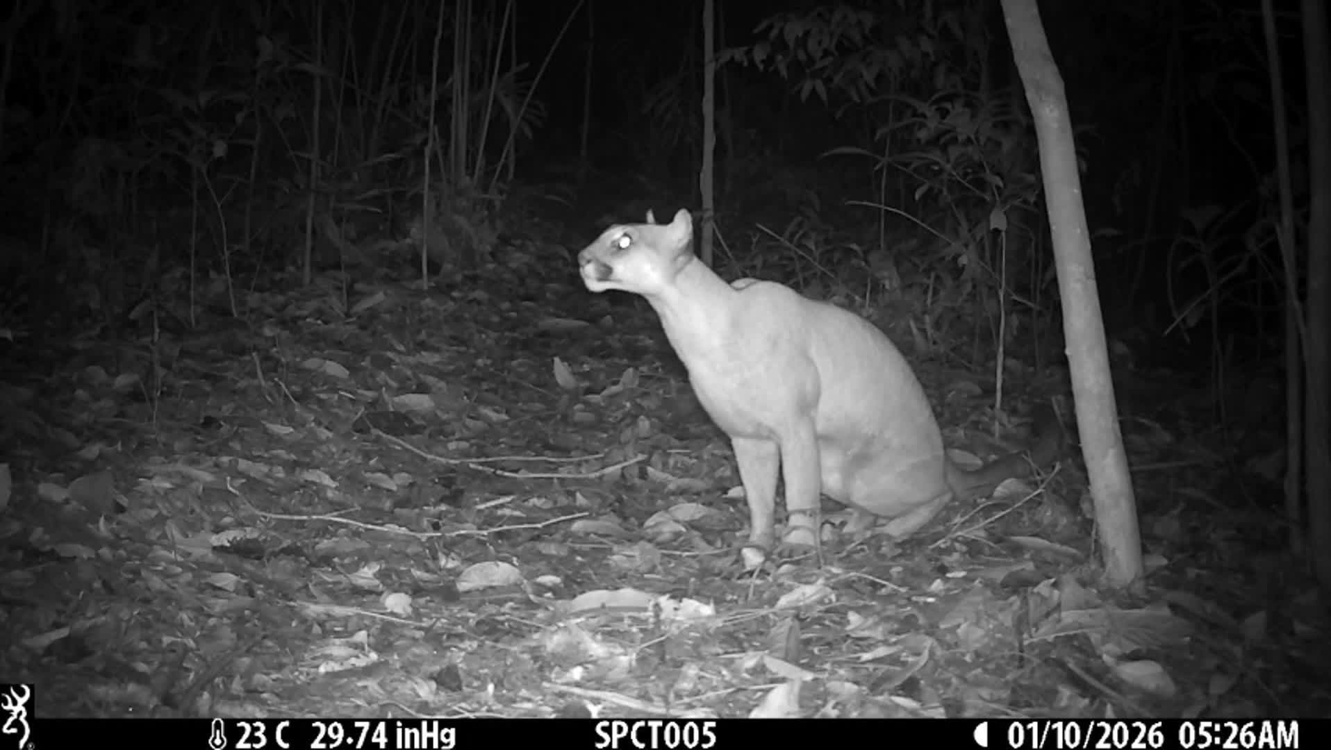 Puma (Puma concolor) [local name: deer tiger]