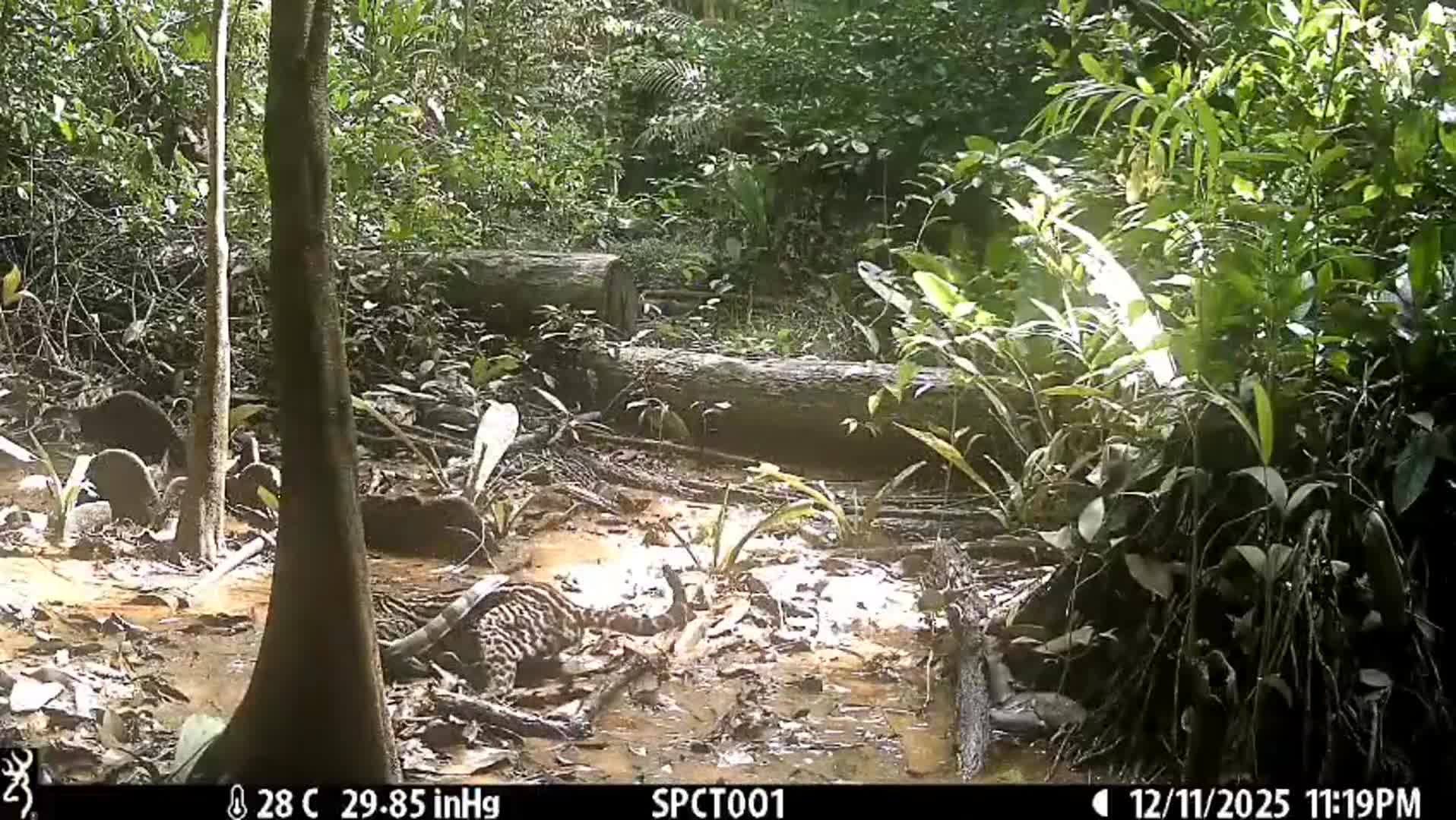 Ocelot (Leopardus pardalis) hunting and catching Iguana (Iguana iguana)