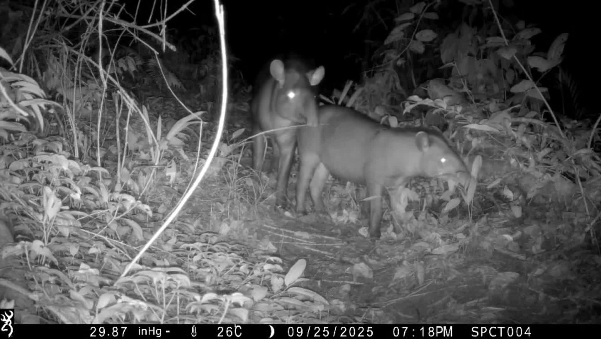 Mother and calf Tapir (Tapirus terrestris) [local name: Bush cow]