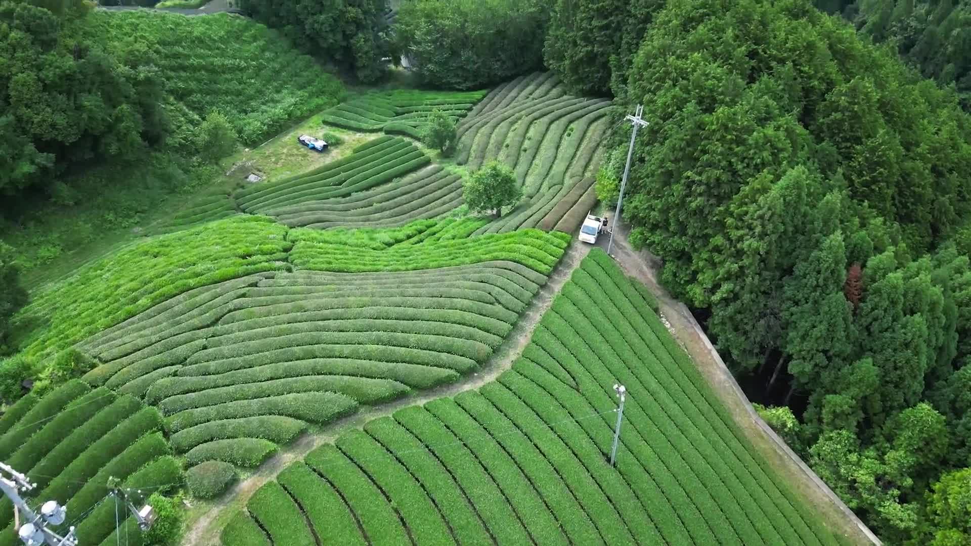Wild Zairai Matcha - Morisakiさん Wazuka. 20g — Ooika (覆い香)