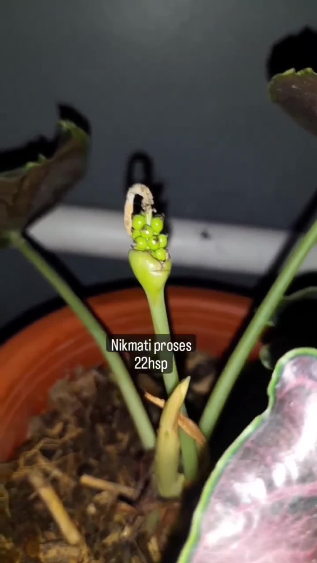 ALOCASIA 'JAVA MIRACLE' — Aroidpedia