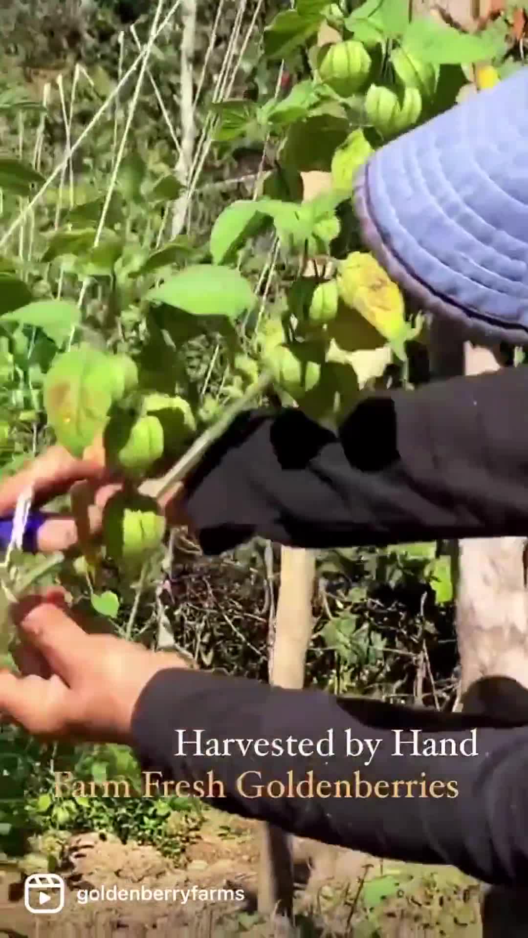 The Incredible Health Benefits of the Goldenberry  Goldenberry Farms
