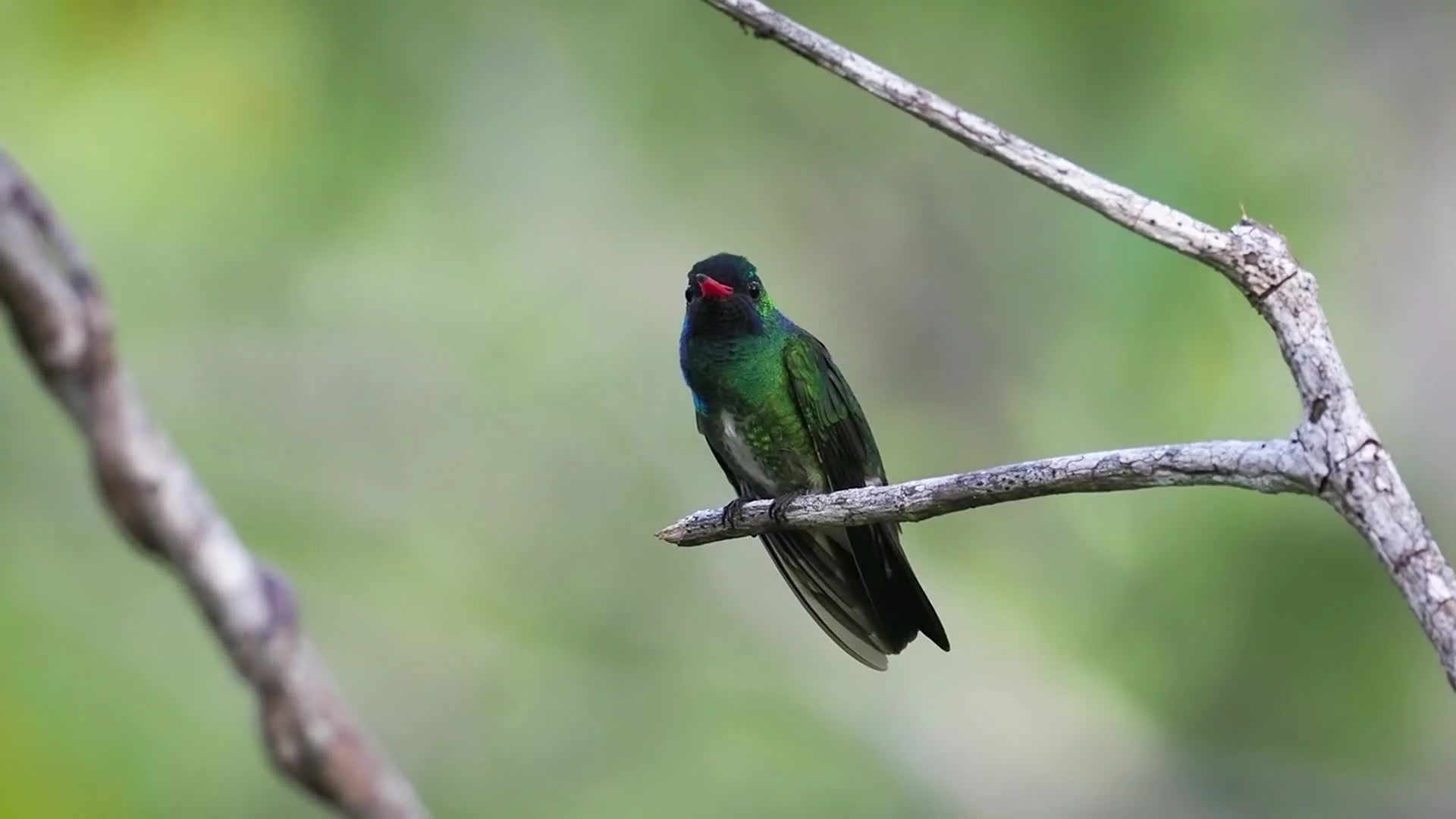 The Quest for Harpy Eagle — Hillstar Nature