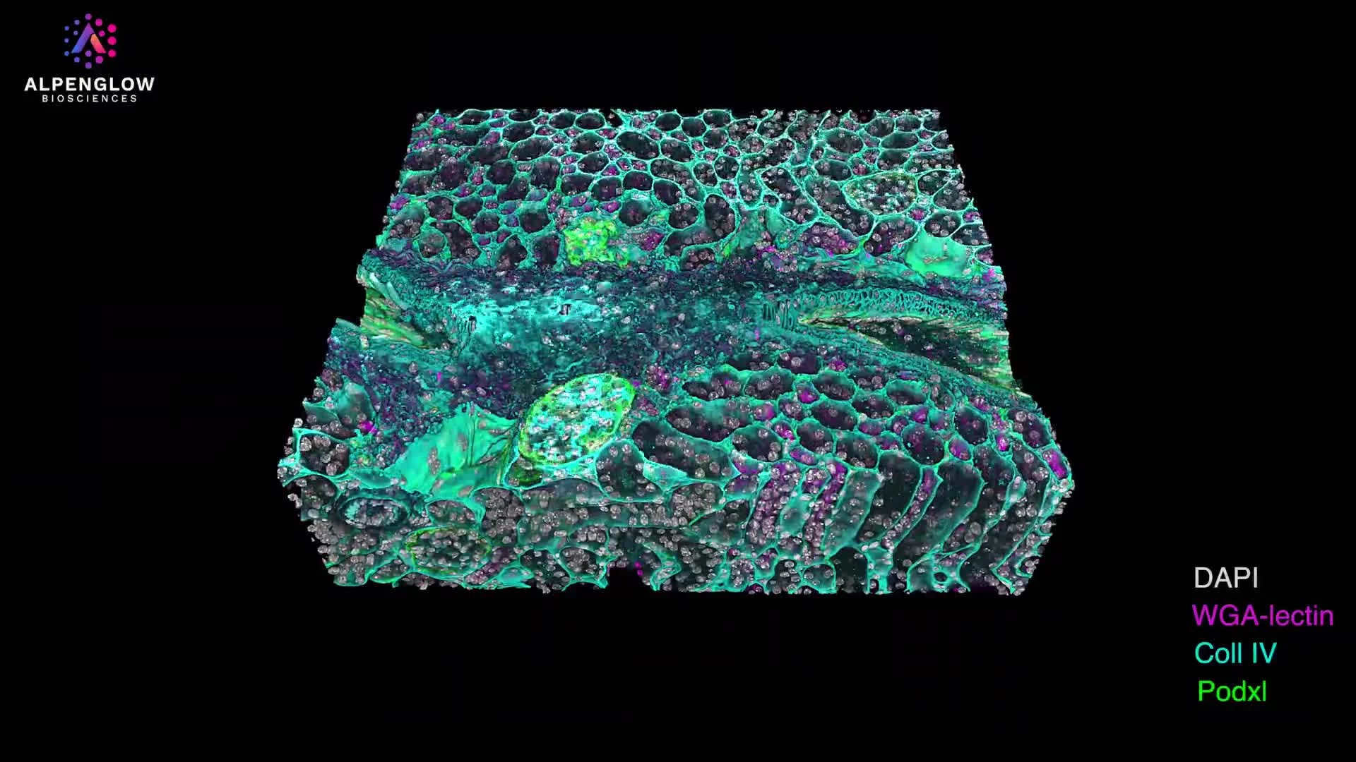 Expanded 3D imaging of mouse kidney. Glomerular and extracellular matrix architecture at subcellular scale