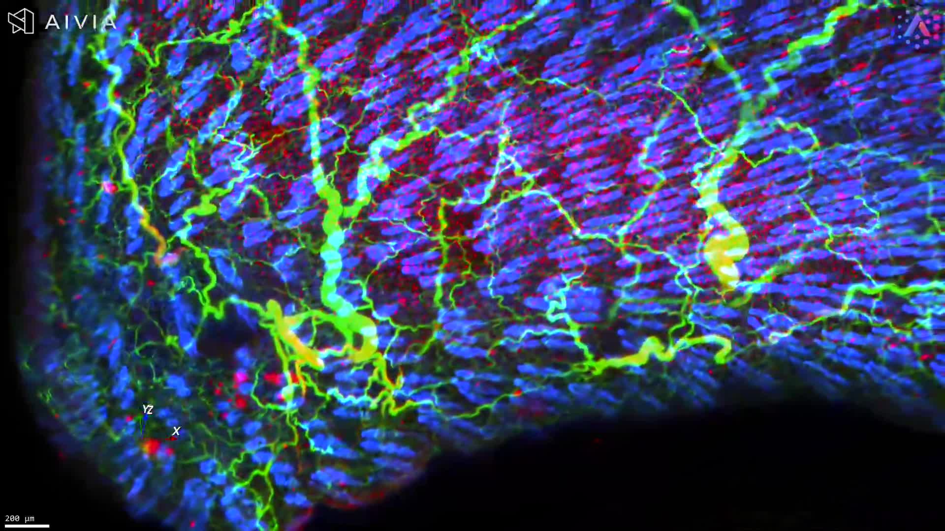 3D imaging of nerve branching in mouse skin biopsy