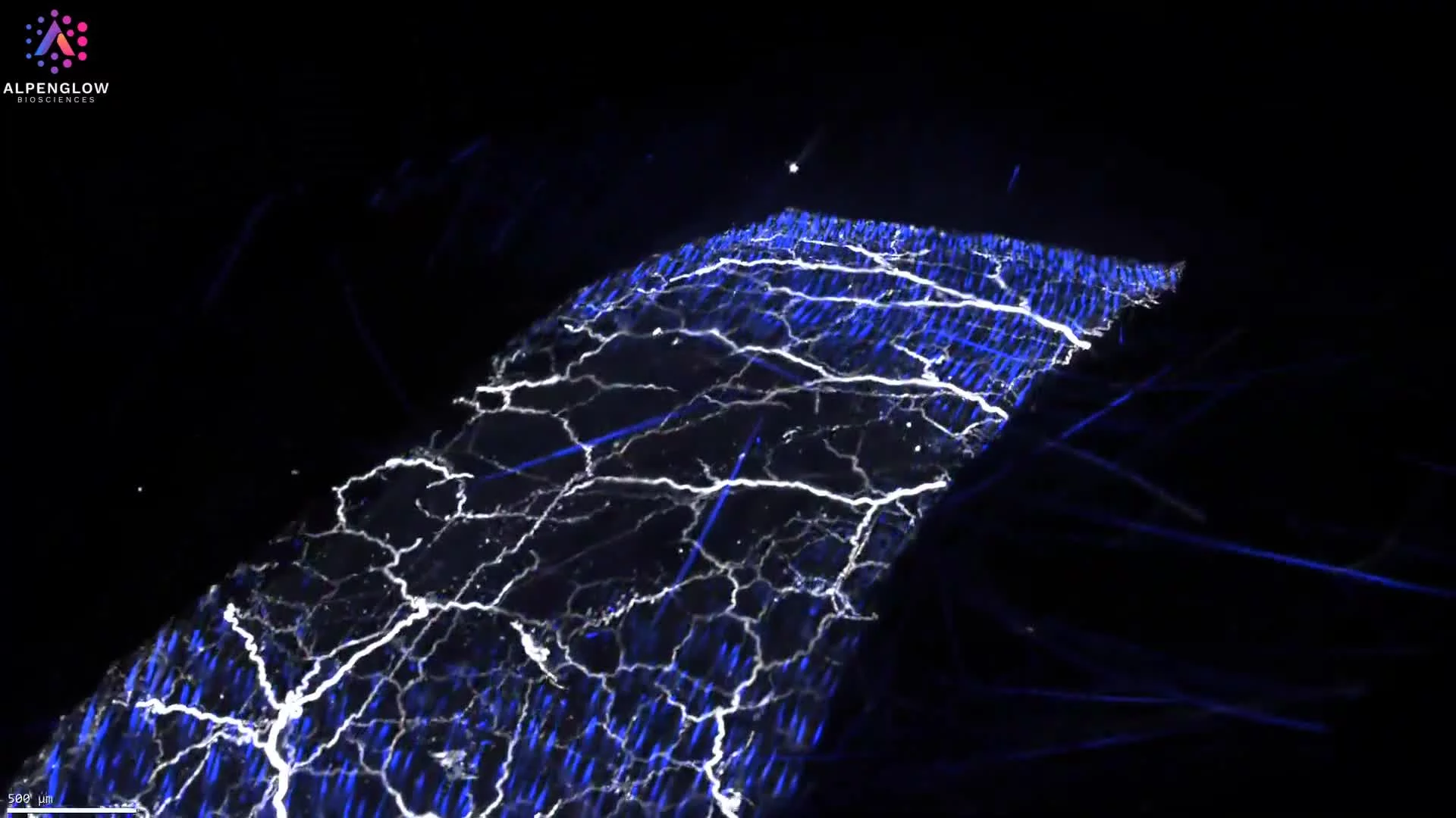 3D Imaging Reveals Peripheral Nerve Architecture in Mouse Skin