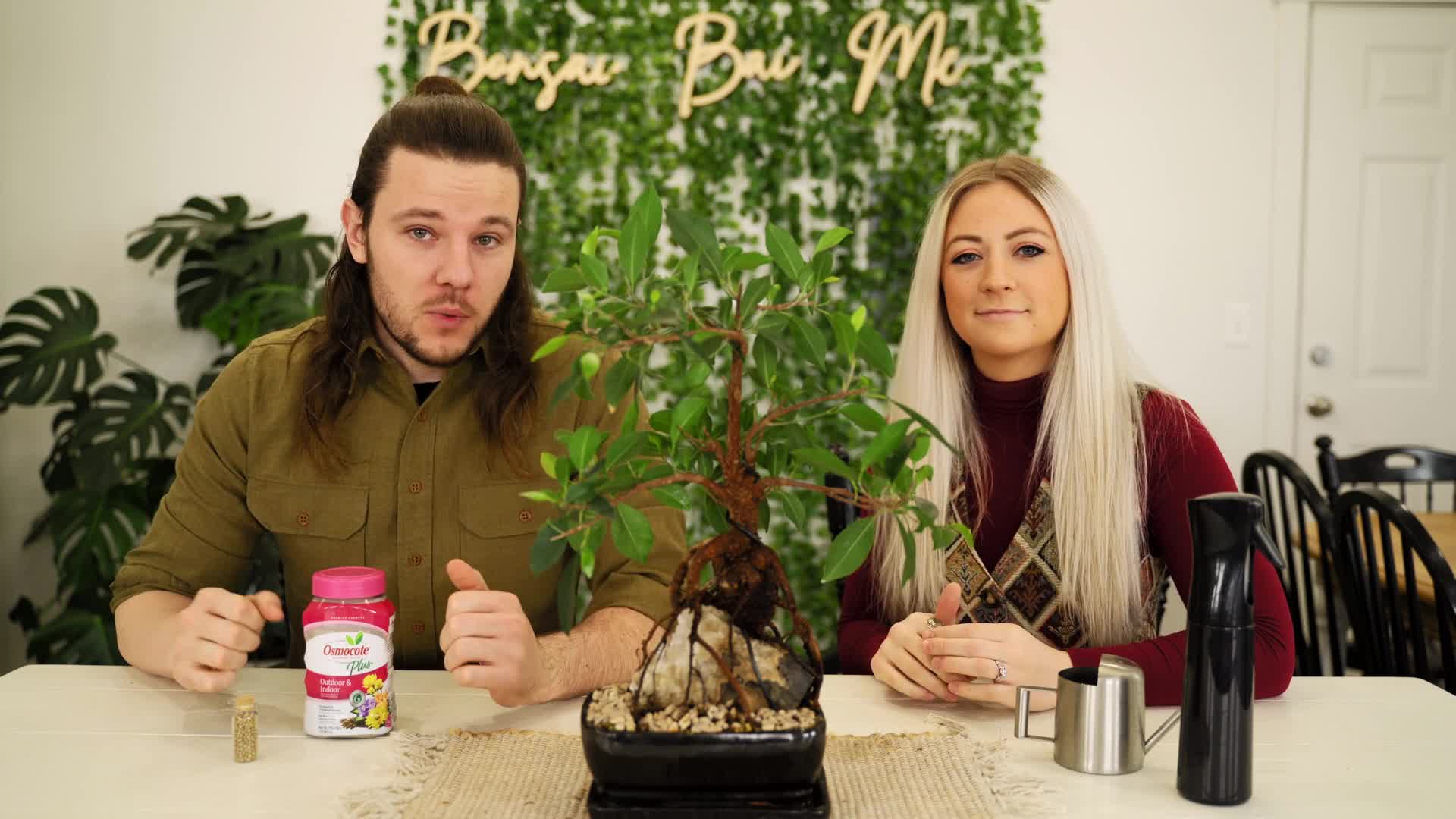 Bonsai Tree After Care  Bonsai Bai Me