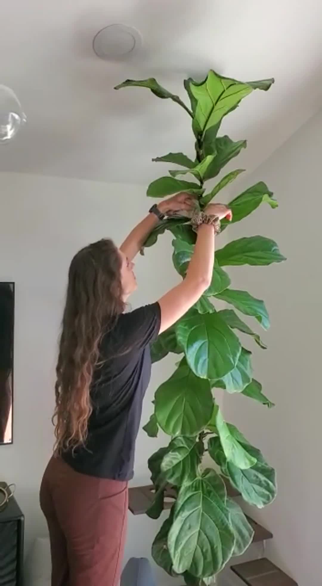 How to Trim a Fiddle Leaf Fig  Zen Plant Care