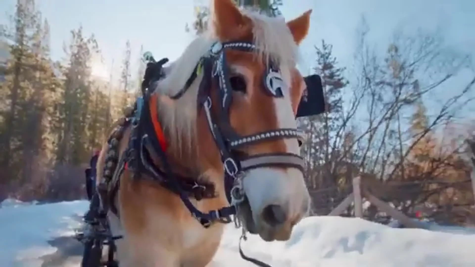 Mejor Sonido del Mundo 🌍 | Galopp y Caballos en la Playa, image size:1920x1080