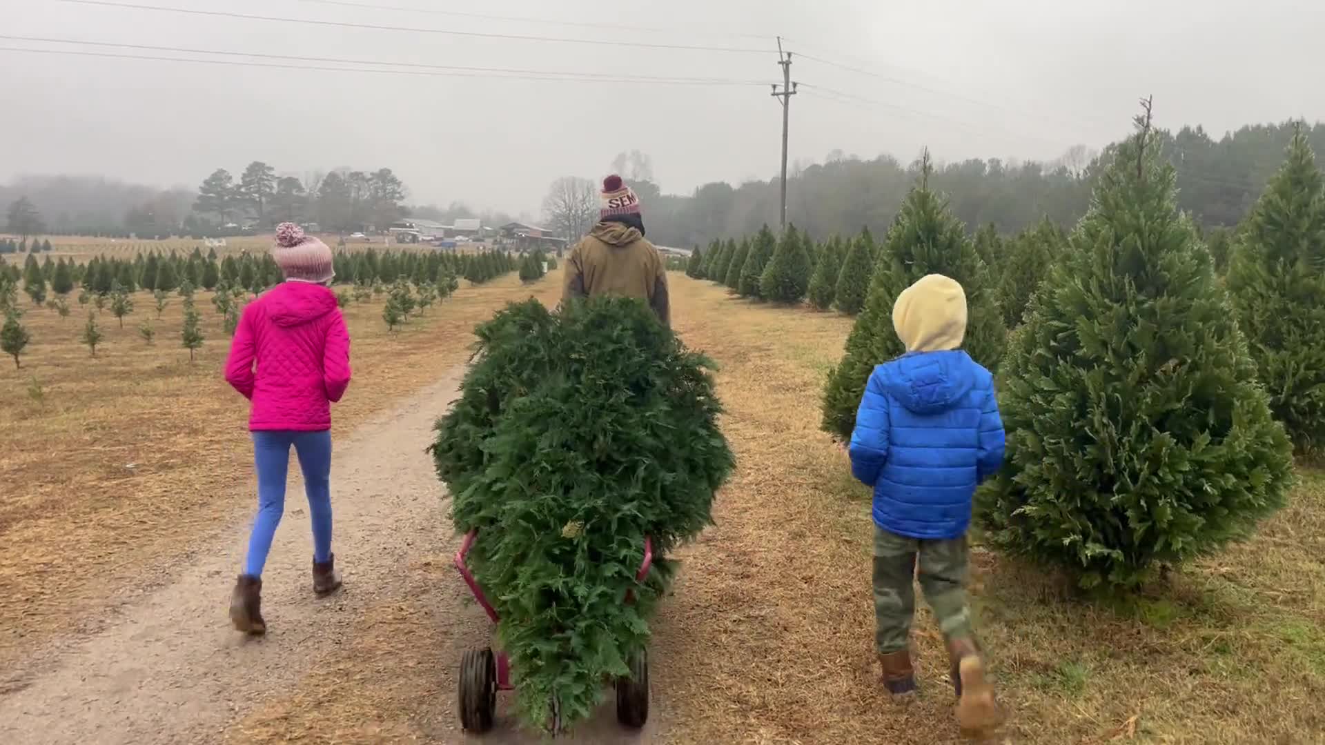 Penland Christmas Tree Farm in York, SC