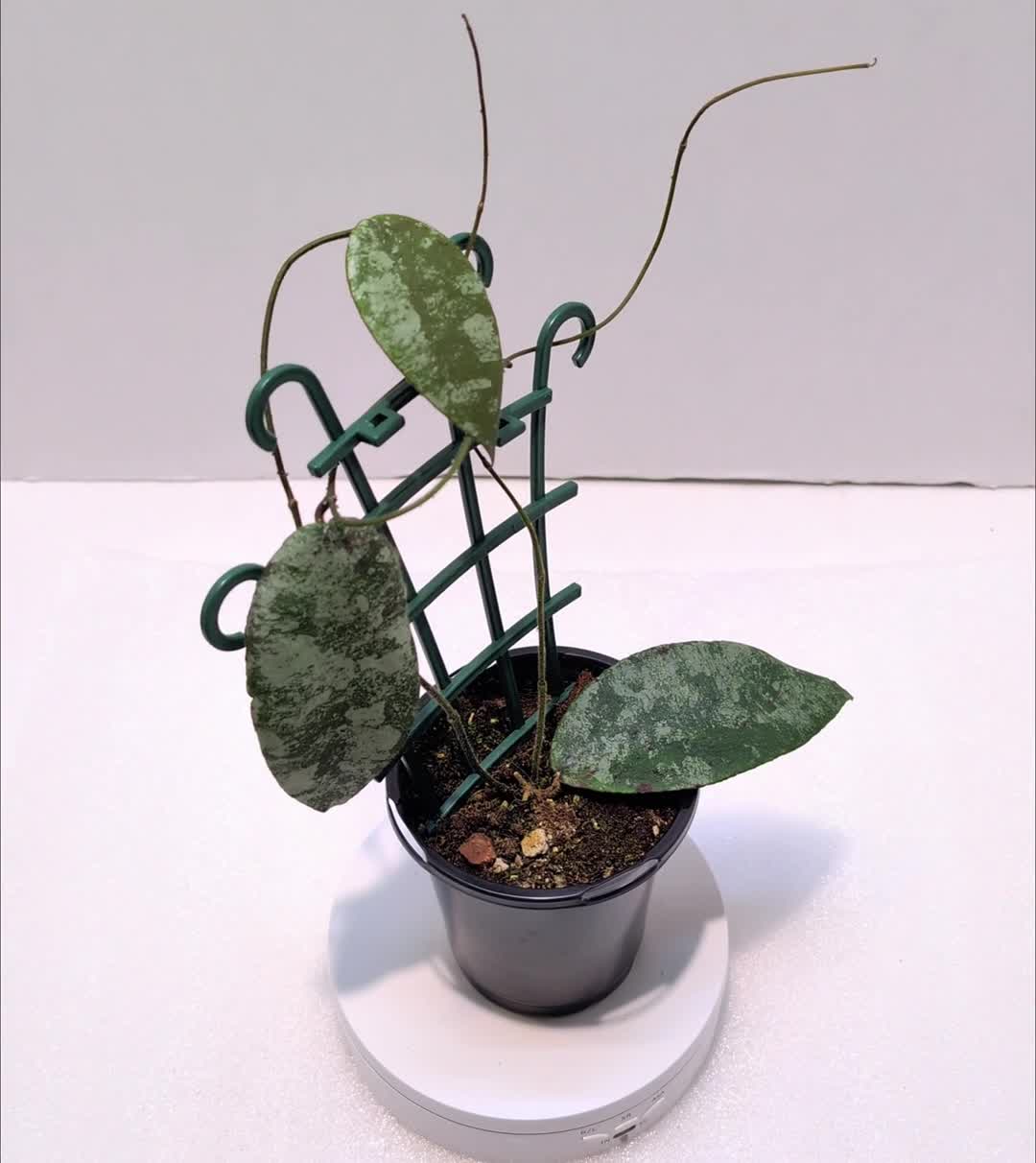 Hoya caudata Gold Rare 4