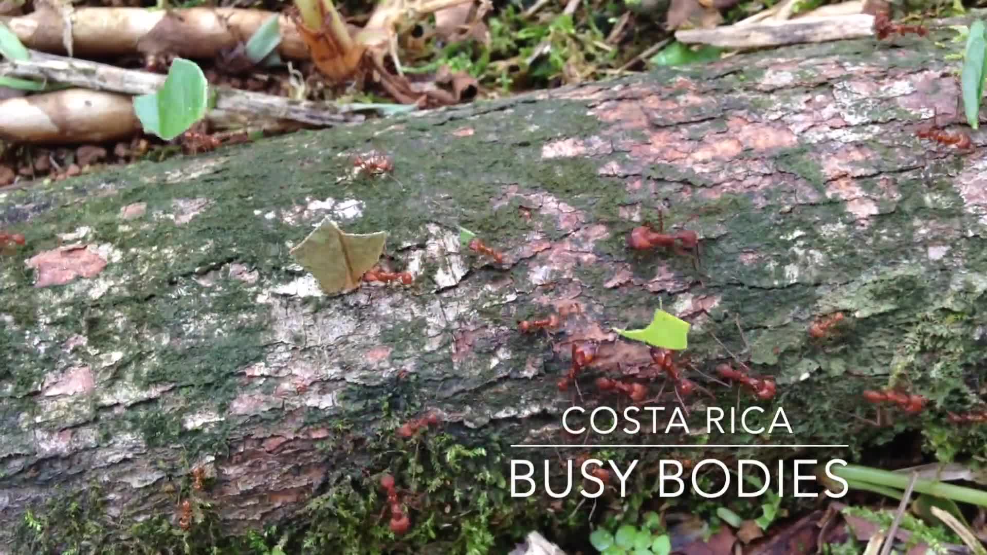 Related Video Item Thumbnail