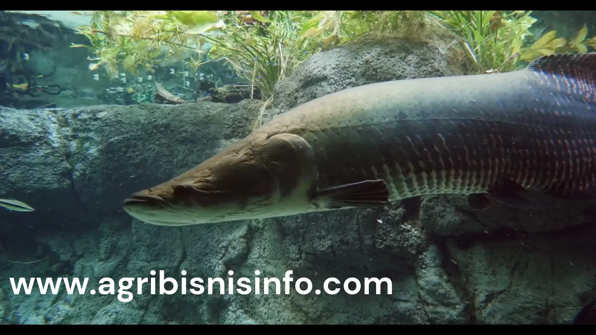 Related Video Item Thumbnail