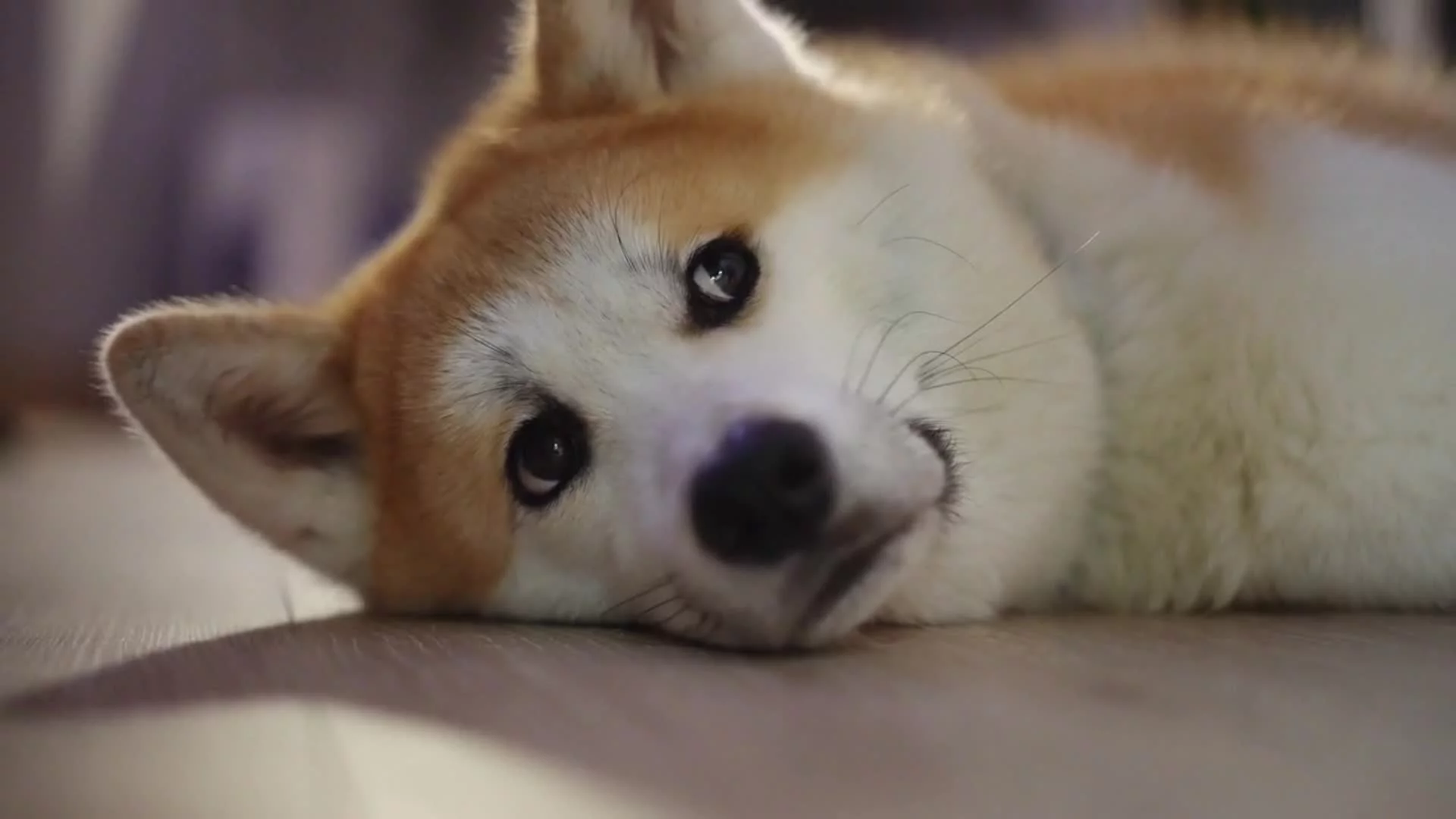Related Video Item Thumbnail