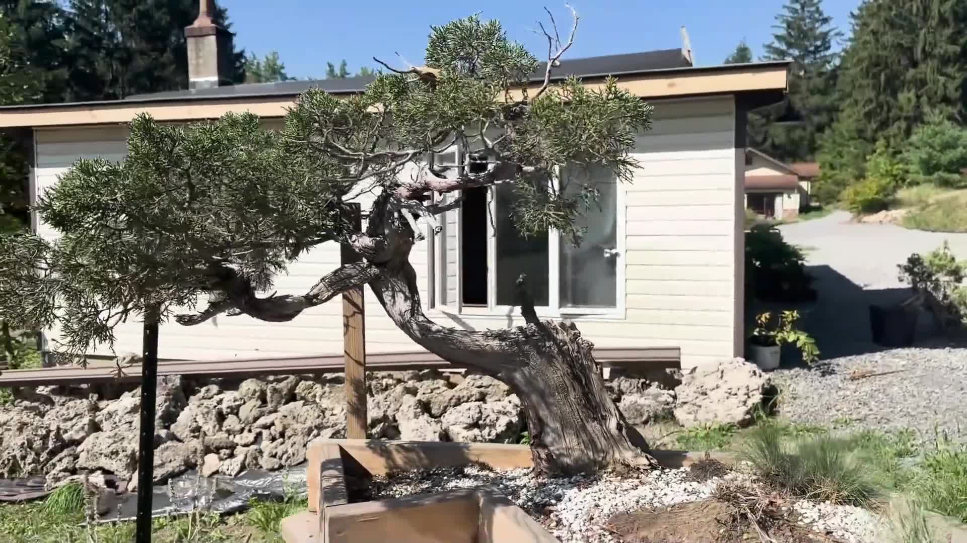 High Desert Bonsai - Yamadori, Art, Education