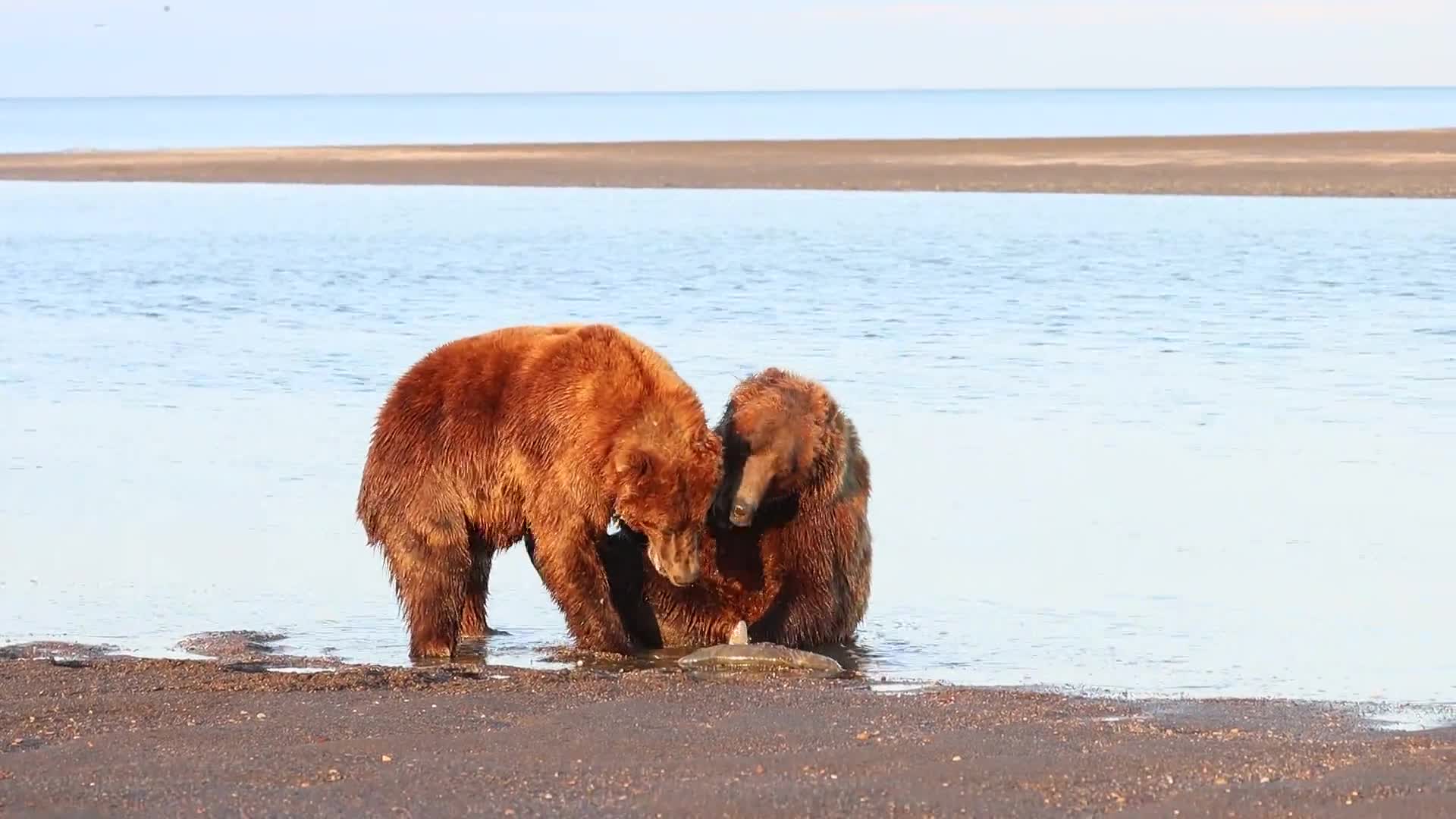Alaskan Bear Fight