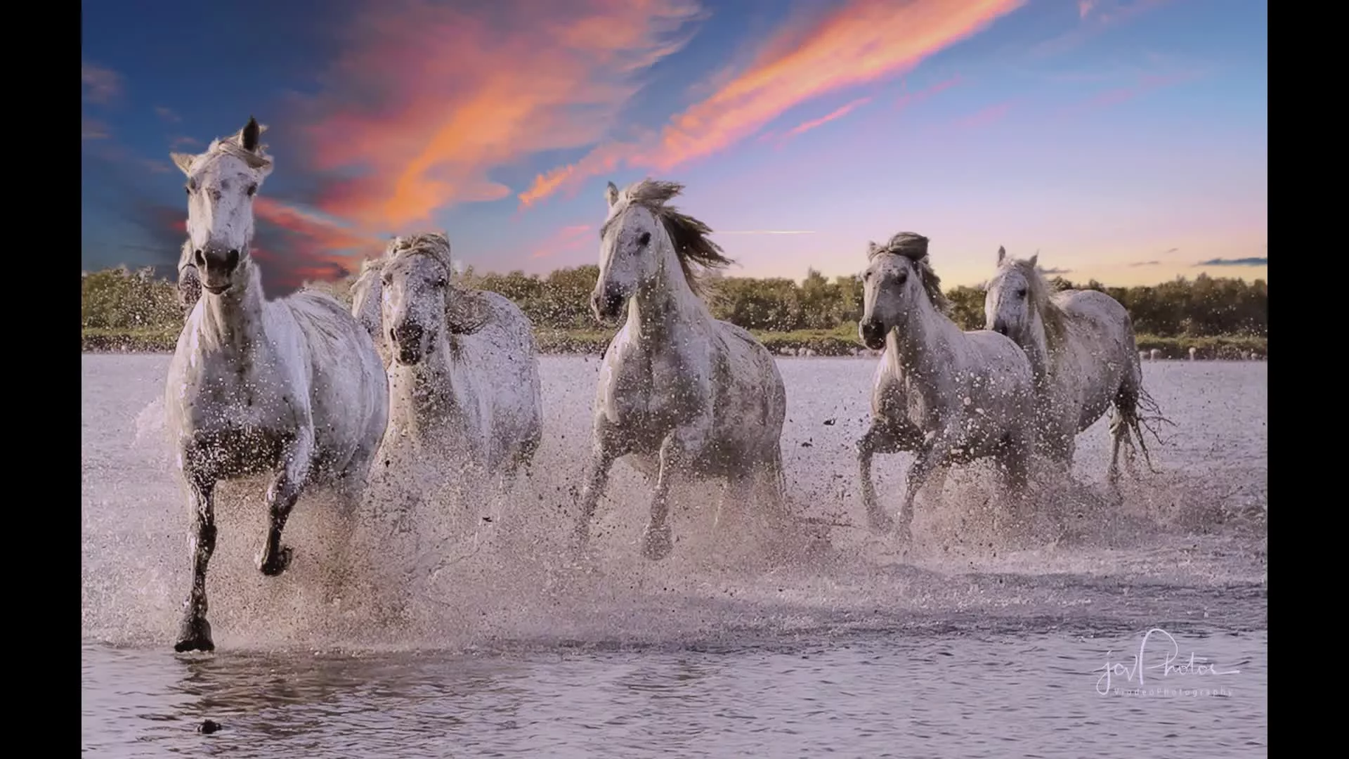Camargue Horses