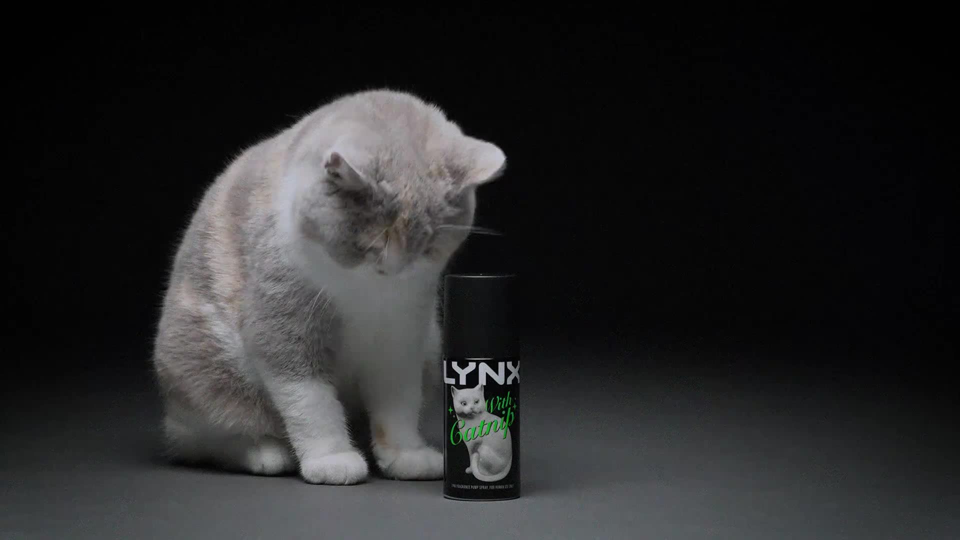 Lynx With Catnip | Lynx UK — Josie & Eze's Portfolio | Creative Team