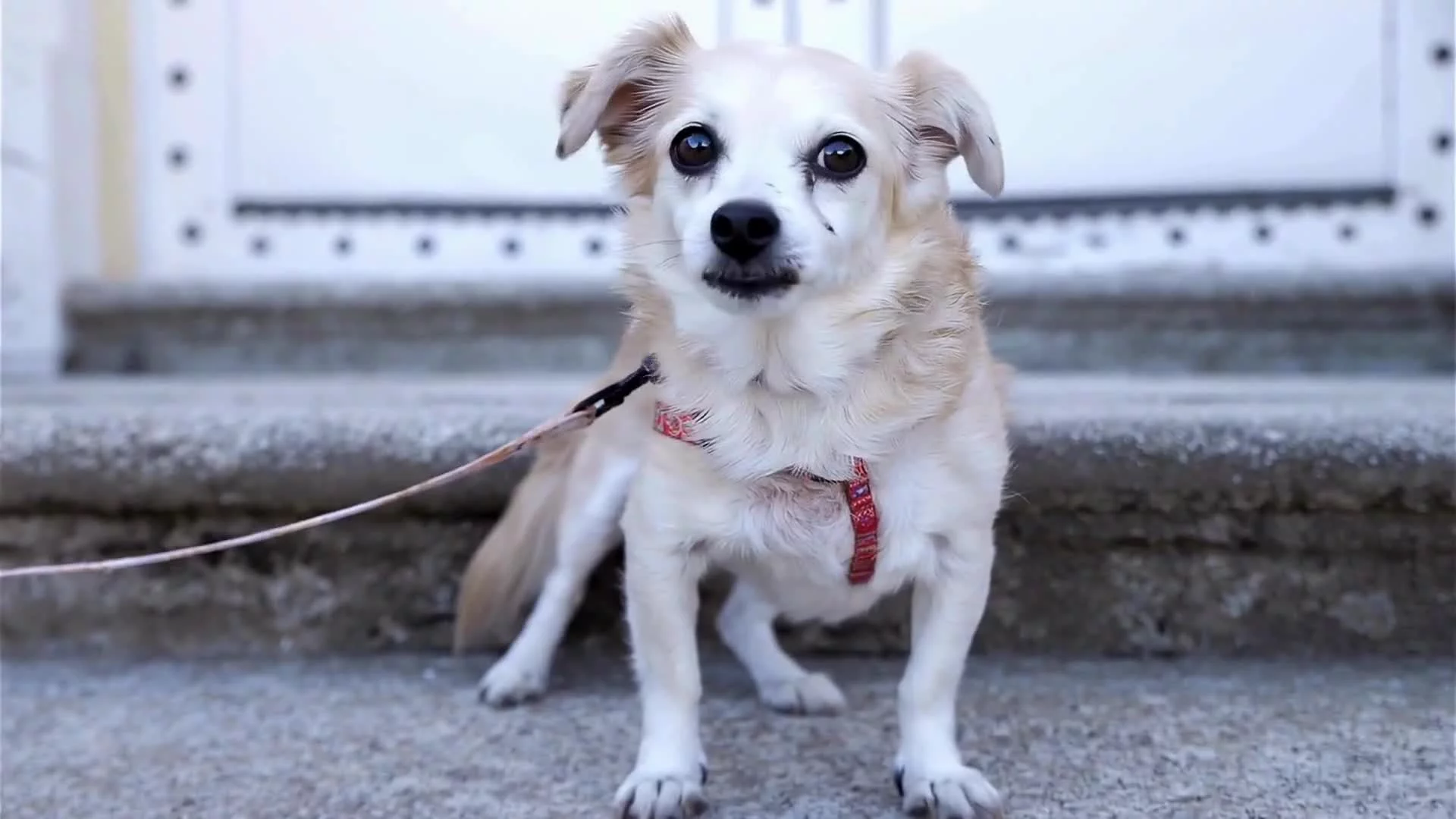 Related Video Item Thumbnail