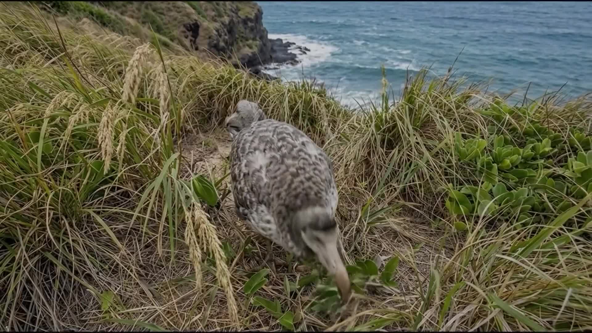 Related Video Item Thumbnail