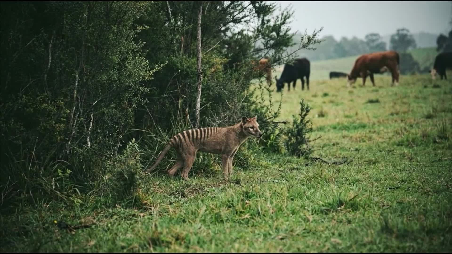 Related Video Item Thumbnail