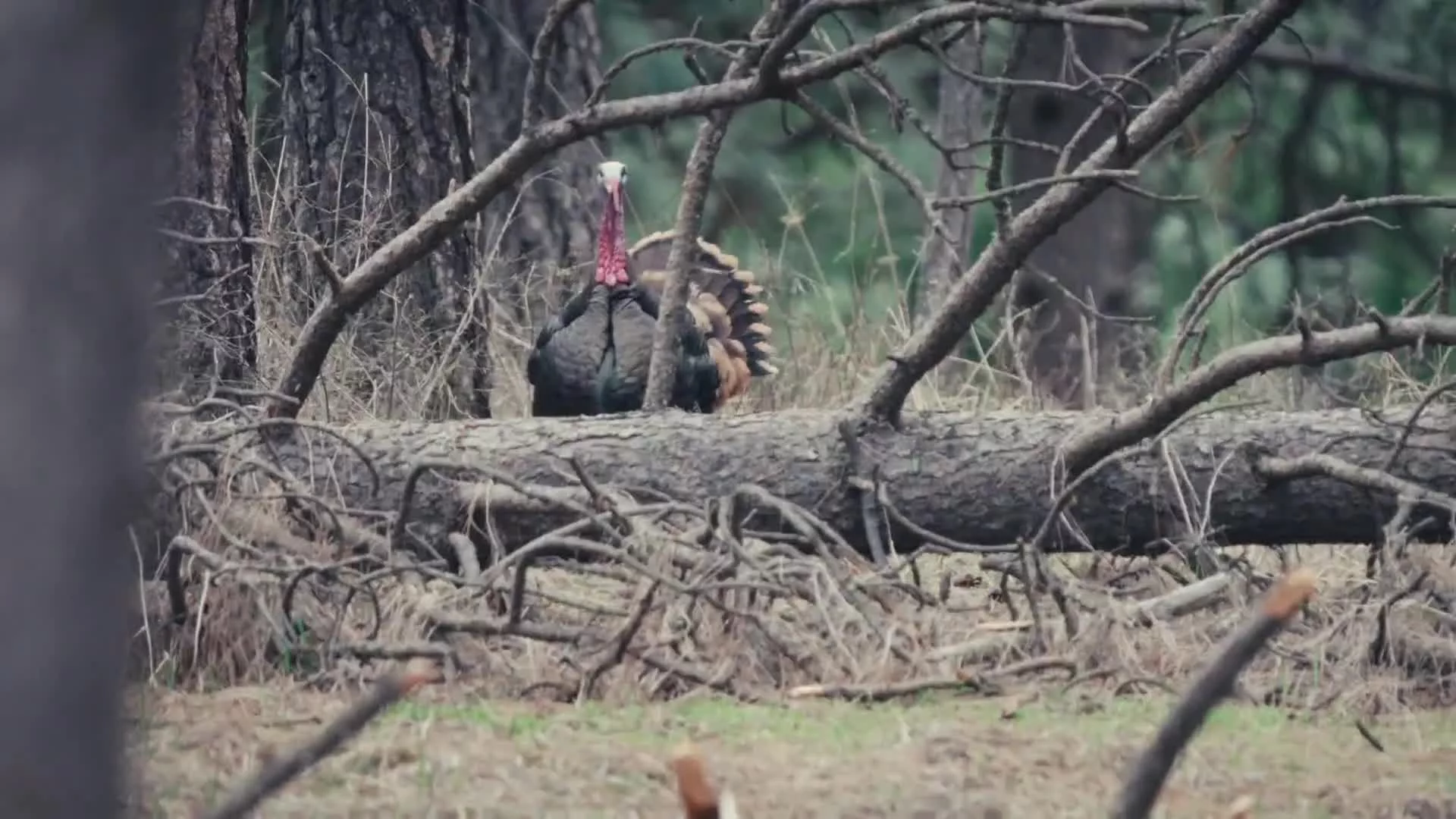 Related Video Item Thumbnail