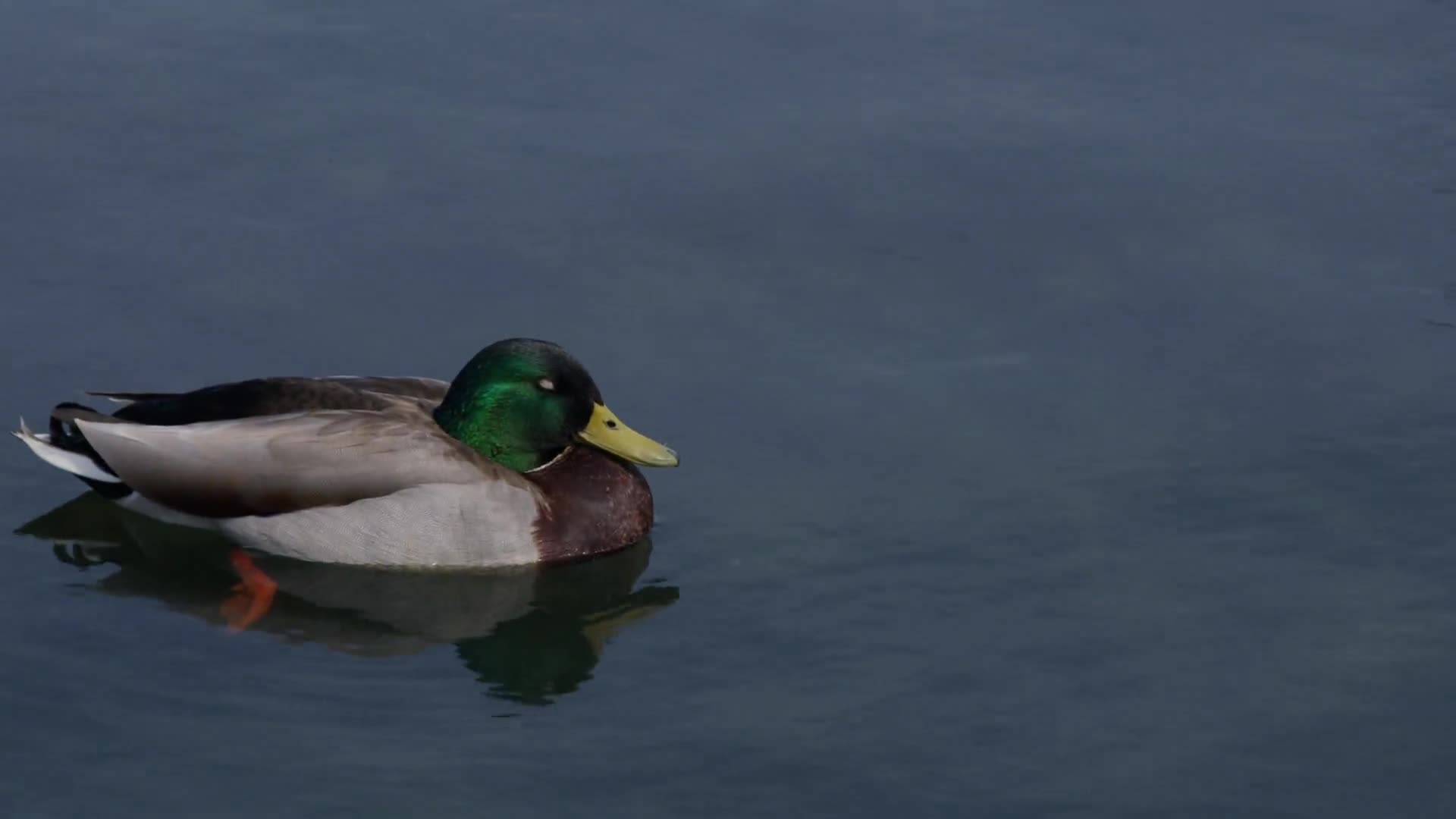 Related Video Item Thumbnail