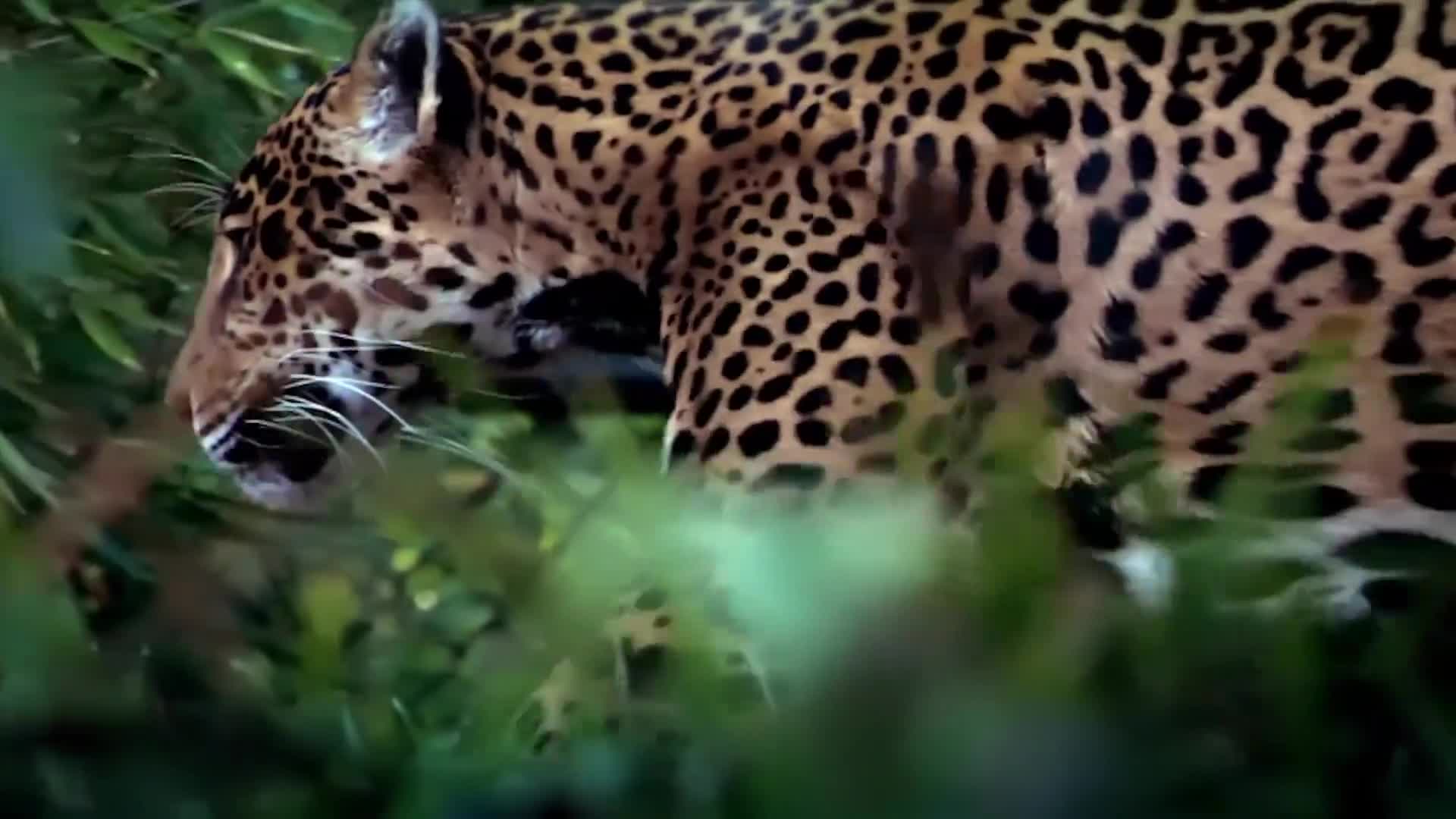 Wildlife conservation campaign still